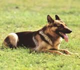 Adestramento de cães em São João da Boa Vista